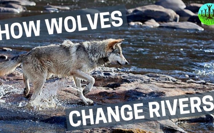  Como é que os lobos mudam um rio?